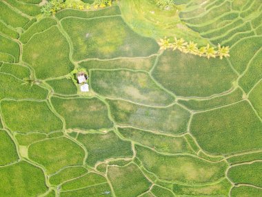 Pirinç teraslarının hava manzarası, Endonezya