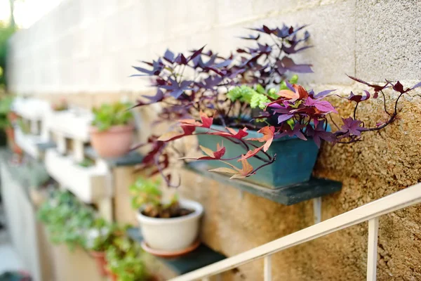 Stedelijk Landschapsontwerp Straat Van Mediterrane Stad Decoratieve Planten Aan Muur — Stockfoto
