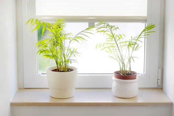 Home Plants Hamedorea Areca Palm White Pots Windowsill Home Plants — Stock Photo, Image