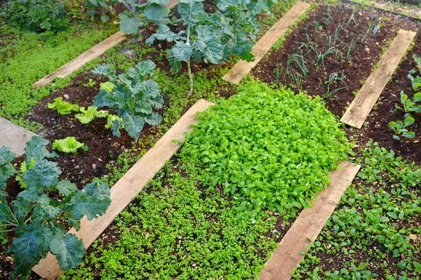 Community Kitchen Garden Raised Garden Beds Plants Vegetable Community Garden — Stock Photo, Image