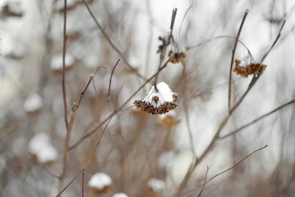 Karla Kaplı Kuru Bitkiler Kış Doğasının Sevimli Detayları Kışın Kar — Stok fotoğraf