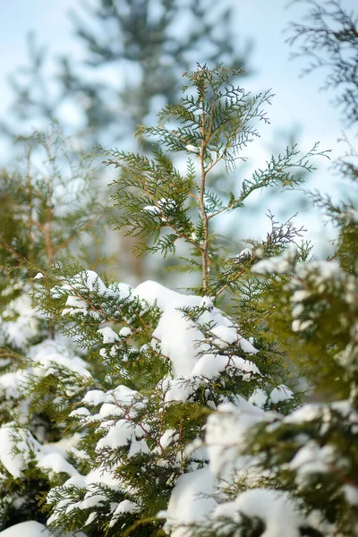 Fluffy Branches Tuya Bushes Covered Fresh Clean Snow Background Blue — Stock Photo, Image