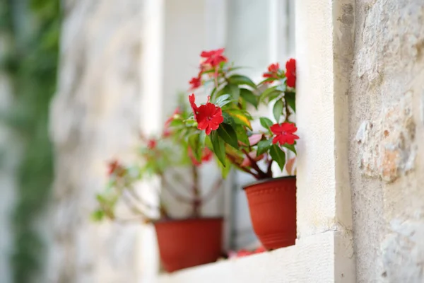 Çiçeklerle Süslenmiş Eski Bir Evin Rahat Penceresi Bitkileri — Stok fotoğraf