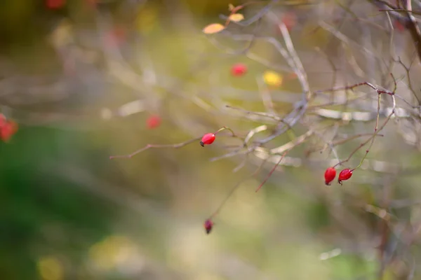 Single Rozenbottel Bes Een Wazige Achtergrond Herfstdag Prachtige Details Van — Stockfoto