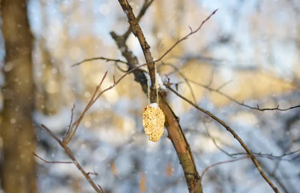 Kuşlar Için Ağaç Dalında Tohum Tahıldan Yapılmış Yapımı Kurabiye Kış — Stok fotoğraf