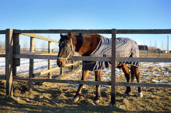 Kuda Dalam Selimut Paddock Dari Sebuah Klub Berkuda Atau Peternakan — Stok Foto