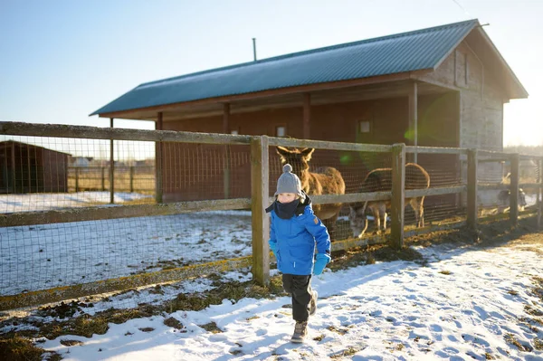 Ένα Παιδί Διασκεδάζει Μια Φάρμα Ζώα Χειμωνιάτικη Μέρα Ένα Μικρό — Φωτογραφία Αρχείου