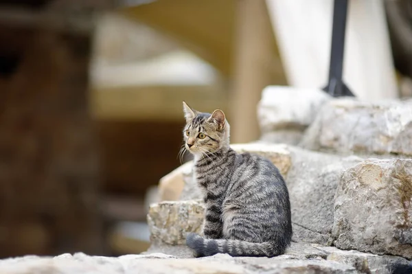 Karadağ Eski Kotor Kasabasının Sokaklarındaki Vahşi Kedi Kediler Kotor Cazibelerinden — Stok fotoğraf