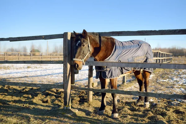 Kuda Dalam Selimut Paddock Dari Sebuah Klub Berkuda Atau Peternakan — Stok Foto