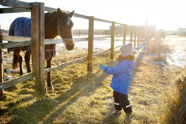 A child is having fun on a farm with animals on winter day. A little boy is stroking a donkey. Kids and animals. Entertainment for children on school holidays. Pets in zoo