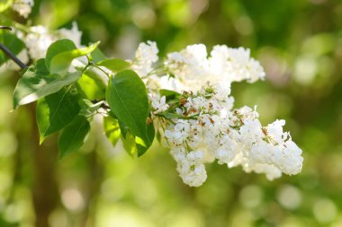 Bahar günü evcil bahçede çiçek açan leylak kokusu. Çiçek açma zamanı çocuklarda mevsimsel alerji yapar. Pembe, mor ve mavi leylak..