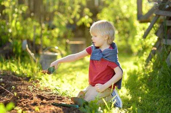 Preschooler Boy Digging Shovel Backyard Summer Sunny Day Little Gardener — Photo
