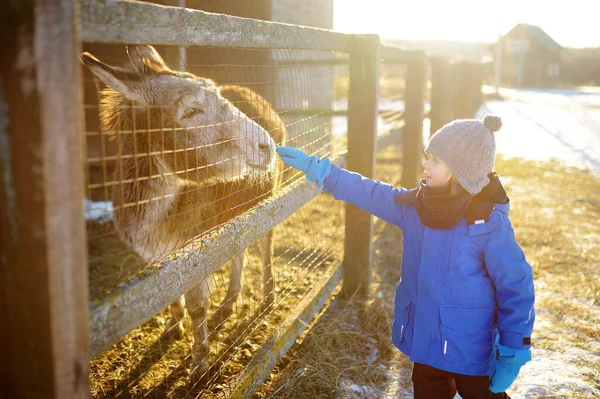 Дитина Веселиться Фермі Тваринами Зимовий День Маленький Хлопчик Погладжує Осла — стокове фото