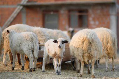 Çiftlikteki koyunların arka planında küçük kuzular. Yün üretimi. Biyo organik sağlıklı gıda üretimi. Çiftlik hayvanı yetiştirmek tarımın geleneksel bir yoludur. Hayvancılık..