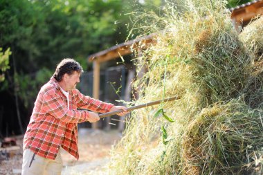 Yakışıklı, olgun çiftçi çiftliğin arka bahçesinde apitchfork ile samanı döndürüyor. Çiftlik hayvanı yetiştirmek tarımın geleneksel bir yoludur. Hayvancılık.