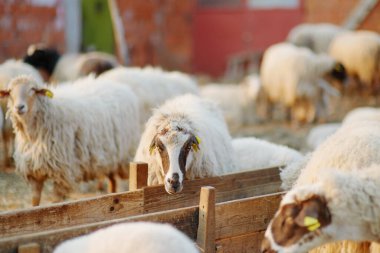 Çiftlikteki koyunların arka planında küçük kuzular. Yün üretimi. Biyo organik sağlıklı gıda üretimi. Çiftlik hayvanı yetiştirmek tarımın geleneksel bir yoludur. Hayvancılık..
