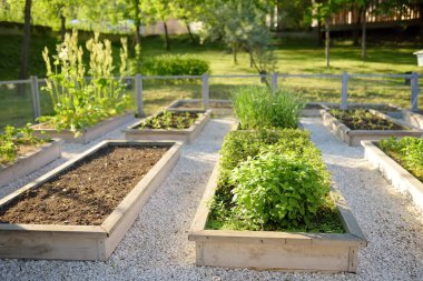 Mutfak bahçesi. Sebze bahçesinde bitki yetiştirilmiş bahçe yatakları. Çocuklar ve yaşlılar için bahçecilik dersleri