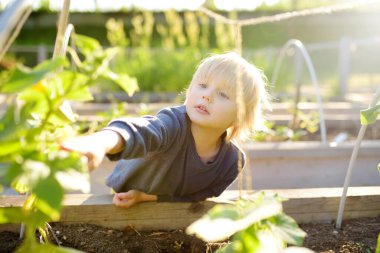 Küçük çocuk mutfak bahçesinde. Sebze bahçesinde bitki yetiştirilmiş bahçe yatakları. Oğlan sebze bitkilerini izliyor. Çocuklar için bahçıvanlık dersleri. Bebek, büyükbabalara bahçe işlerinde yardım ediyor.
