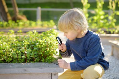 Bahçede küçük bir çocuk var. Bir çocuk nane bitkilerini büyüteçle izliyor. Sebze bahçesinde bitkileri olan yükseltilmiş yataklar. Çocuk, biyolojik ürün yetiştirme kalitesini kontrol ediyor.