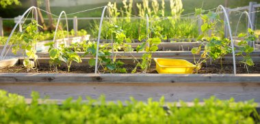Mutfak bahçesi. Sebze bahçesinde bitki yetiştirilmiş bahçe yatakları. Çocuklar ve yaşlılar için bahçecilik dersleri