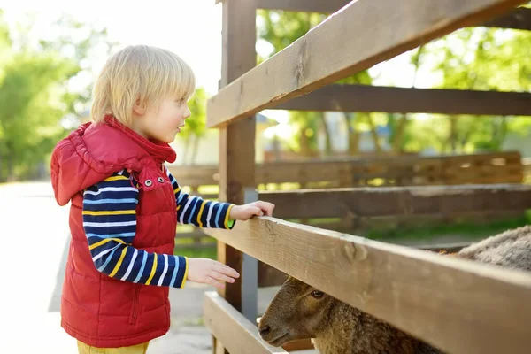 Little boy petting sheep. Child at outdoor petting zoo. Kid having fun in urban farm with animals. Children and animals. Fun for kids on school holidays.