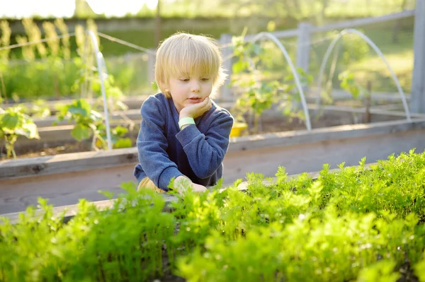 Little child is in kitchen garden. Raised garden beds with plants in vegetable community garden. Boy is watching carrot plants. Lessons of gardening for kids and seniors