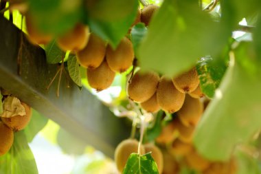 Kiwi on a plantation with clusters of fruits. Season of picking harvest of ripe organic kiwi. Fresh fruit for sale. Small local business.