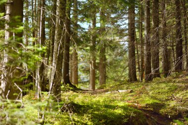 Scenic view of a fabulus forest in National Park Durmitor on autumn day. Tourism and travel. Hiking.