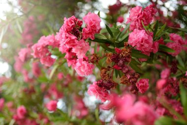 Flowering branch of pink oleander (Nerium oleander) tree. Beautiful dangerous plant. Bright colourful floral background.