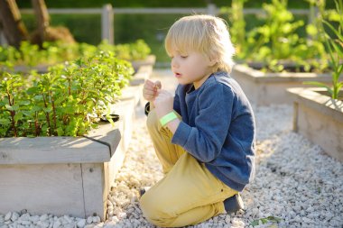 A small child is in the garden. A boy watching and sniff leaf of mint plants Raised beds with plants in the vegetable garden. Kid controls the quality of growing bio products