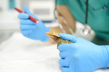 Veterinarian examines a gecko in a veterinary clinic. Exotic animals. Health checkup of unusual pet. Squamata reptile, lizards. clipart