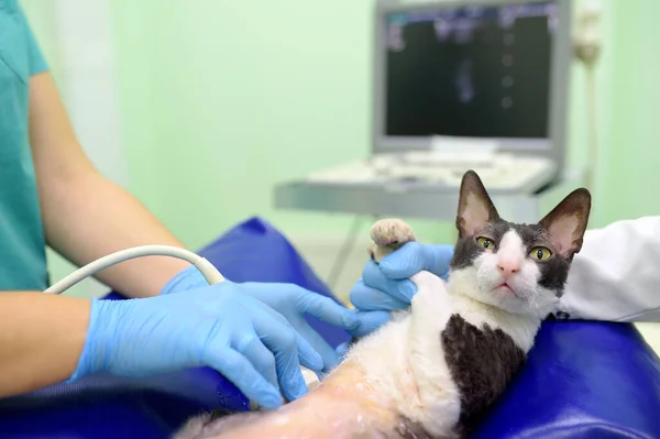 Cat having ultrasound scan in vet office. Health of pet. Pet health. Care animal. Pet checkup, tests and vaccination.