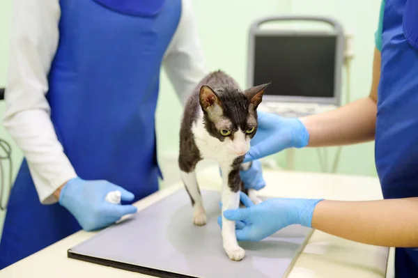 Two veterinarian doctor are going to do an x-ray of the breed Cornish Rex cat during the examination in veterinary clinic. Pet health. Care animal. Pet checkup, tests and vaccination.