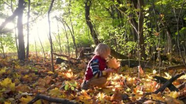 Küçük çocuk sonbahar sarısı ve kırmızı yaprakları topluyor. Anaokulu öğrencisi güneşli sonbahar gününde ormanda gezinti yaparken eğleniyor. Doğada aktif aile zamanı. Küçük çocuklarla yürüyüş. Yapraklar hışırdıyor.