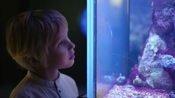 Liten Pojke Tittar Fiskar Akvarium Barnet Utforskar Havets Värld Elementär — Stockvideo