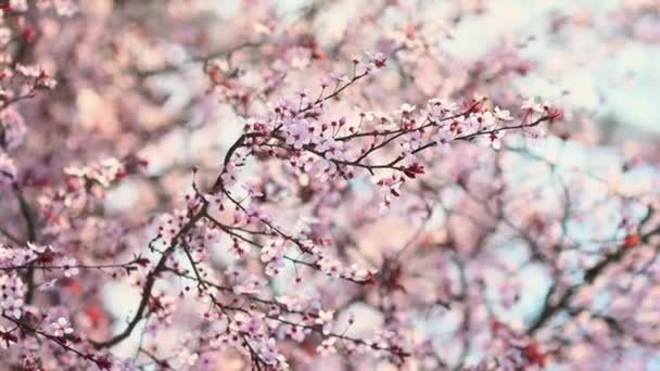 가지들의 산들바람에 흔들리고 있습니다 벚꽃의 계절이다 사쿠라 나무에 분홍색 과붉은 — 비디오