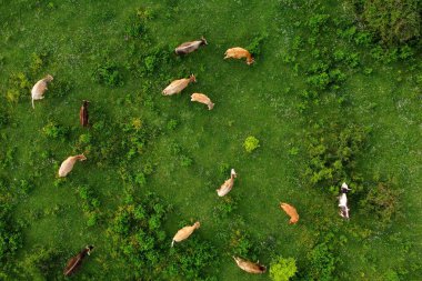 Avrupa 'da doğal bir otlakta otlayan ineklerin hava aracı görüntüsü. Süt çiftliği. Çiftlik hayvanları yetiştiriyorum. Sığır yetiştiriciliği.