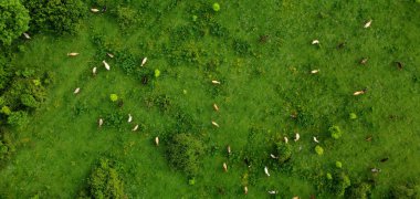Avrupa 'da doğal bir otlakta otlayan ineklerin hava aracı görüntüsü. Süt çiftliği. Çiftlik hayvanları yetiştiriyorum. Sığır yetiştiriciliği. Pankart.