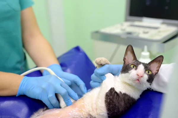 stock image Cat having ultrasound scan in vet office. Health of pet. Care animal. Pet checkup and tests