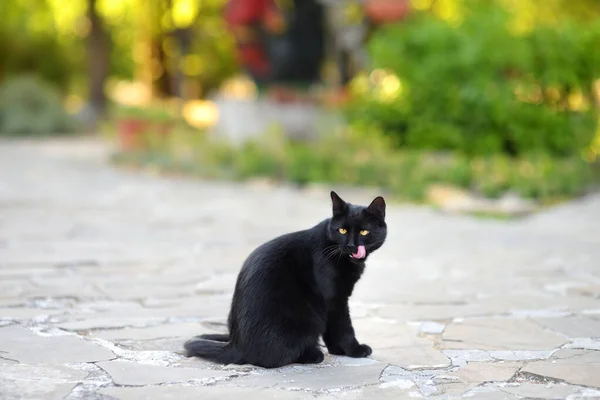 城市街道上美丽的黑猫 帮助无家可归的动物 城市中无家可归的动物的问题 — 图库照片