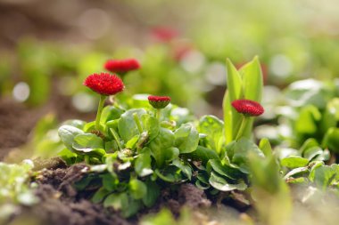 Güneşli arka planda taze yeşil çimlerde açan harika papatya çiçeklerinin yakın plan fotoğrafı. Güzel bahar