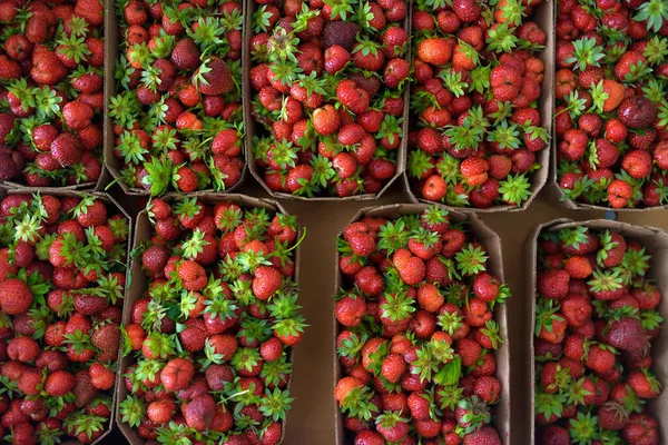 Fresh homegrown berries are at local farmer\'s market. Strawberry. Healthy vegetarian food. Storage, delivery and sale of fresh berries. Small business.
