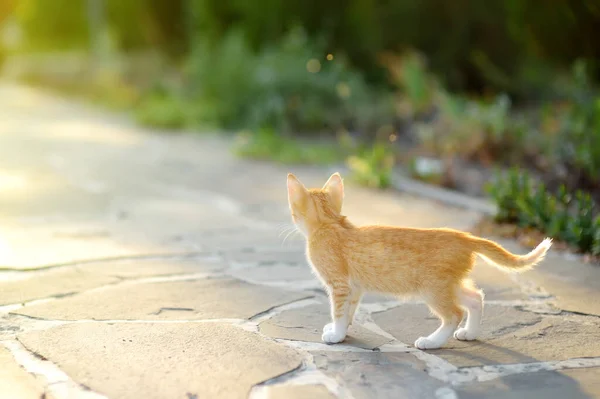 Small Kitten Footpath Public Park Summer Day Cute Stray Kitty — Zdjęcie stockowe