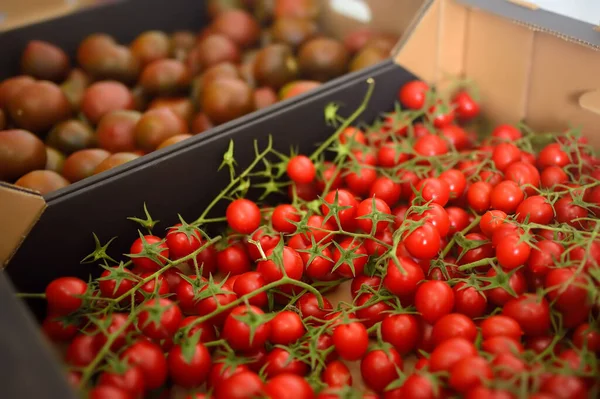 地元の農業市場やスーパーマーケットで赤い自家製トマトとチェリー 健康的なベジタリアン料理 新鮮な野菜の保管 中小企業 — ストック写真