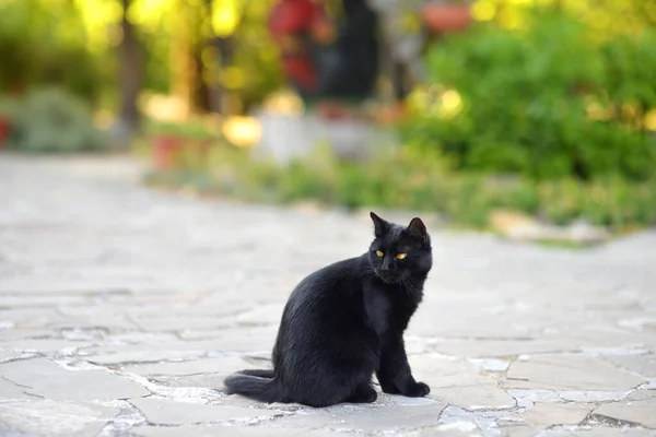 城市街道上美丽的黑猫 帮助无家可归的动物 城市中无家可归的动物的问题 — 图库照片