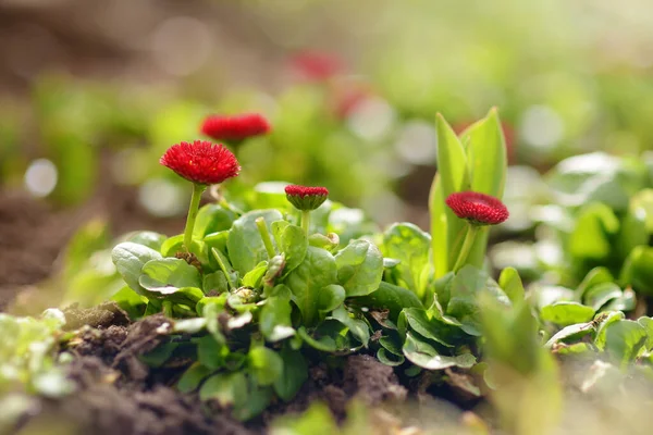 Detailní Fotografie Nádherné Kvetoucí Sedmikrásky Květiny Čerstvé Zelené Trávě Slunným — Stock fotografie