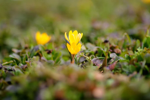 日当たりの良い背景を持つ新鮮な緑の芝生の中で素晴らしい開花黄色のクロッカスの花のクローズアップ写真 美しい春 — ストック写真