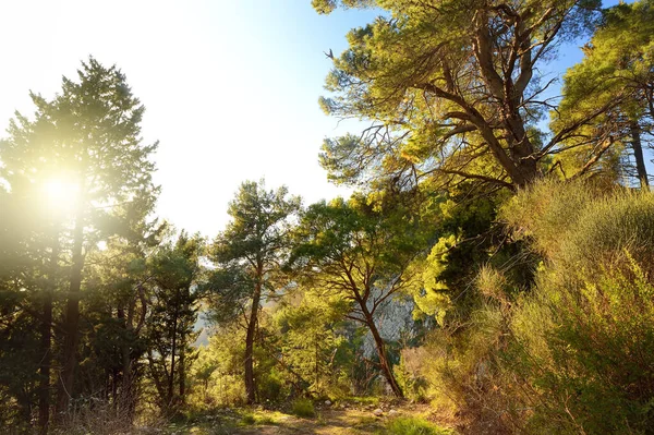 Bir yaz günü Budva yakınlarındaki dağlarda çam ormanı. Doğanın güzelliği. Akdeniz manzarası