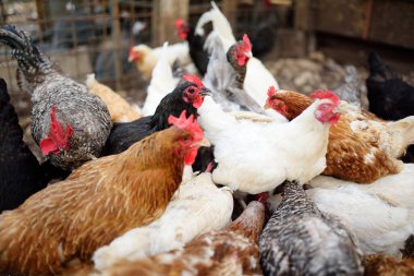 Çiftlik kümesinde tavuklar ve horozlar yürüyor. Zemin kafesi olmayan tavuklar modern kümes hayvanlarının trendleridir. Küçük yerel işletme.