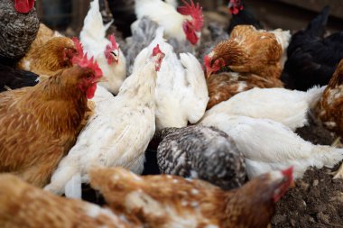 Çiftlik kümesinde tavuklar ve horozlar yürüyor. Zemin kafesi olmayan tavuklar modern kümes hayvanlarının trendleridir. Küçük yerel işletme.